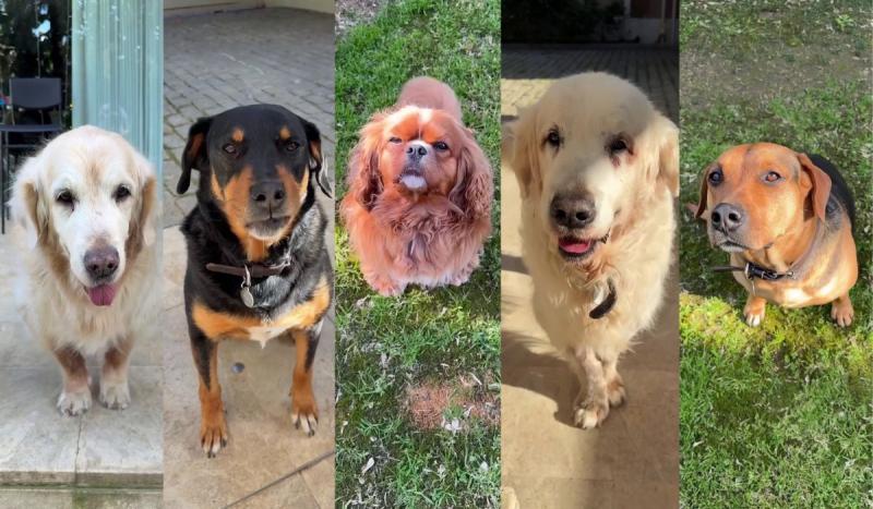 Mascotas de Alexis Sánchez | Instagram