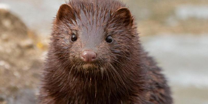 Plaga de visones podría llegar a Santiago