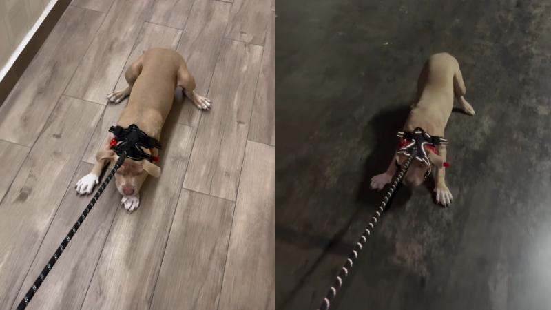 Video de Sammis Reyes sacando de su casa a su perrita - Instagram