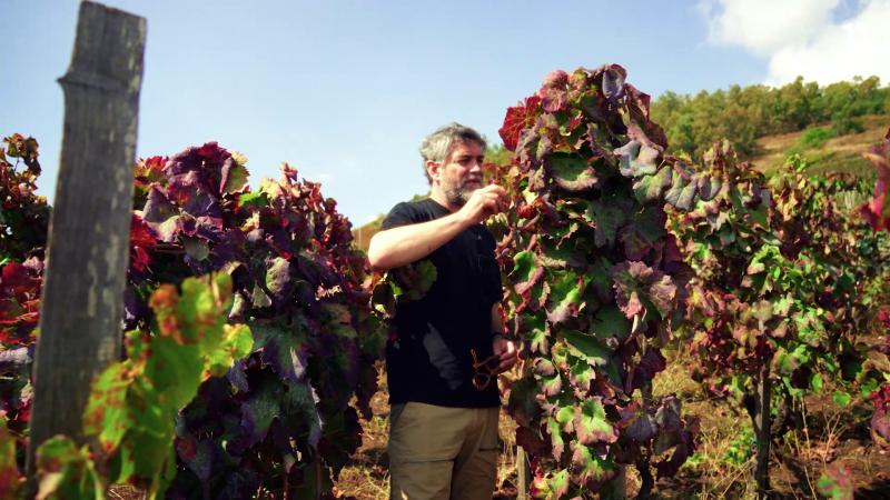 Felipe Braun en viña en Sicilia. Créditos: 13C.