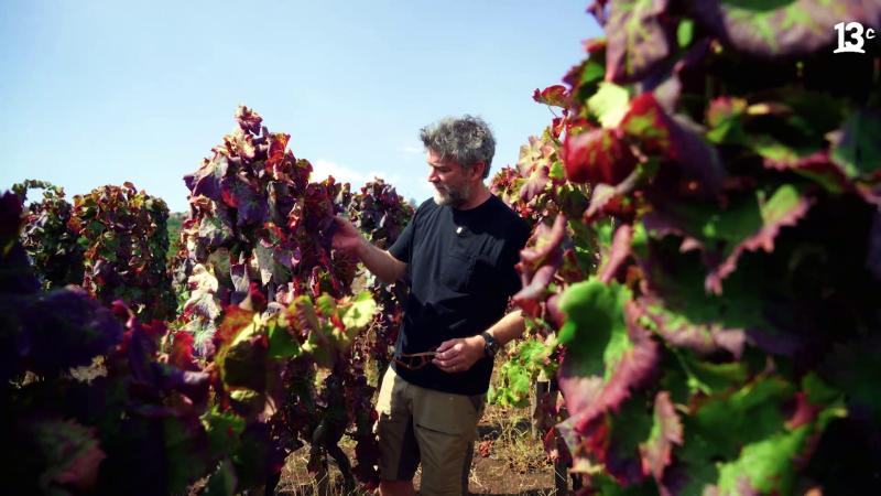 Felipe Braun en viña en Sicilia. Créditos: 13C.