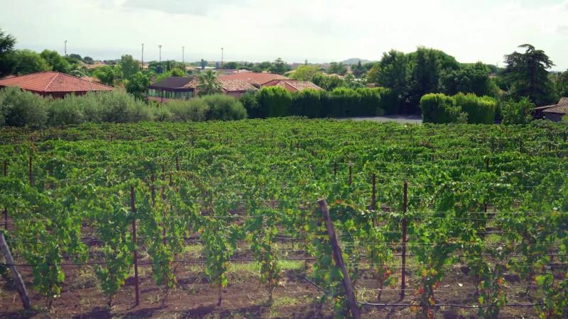 Vista áerea de viña en Sicilia. Créditos: 13C.