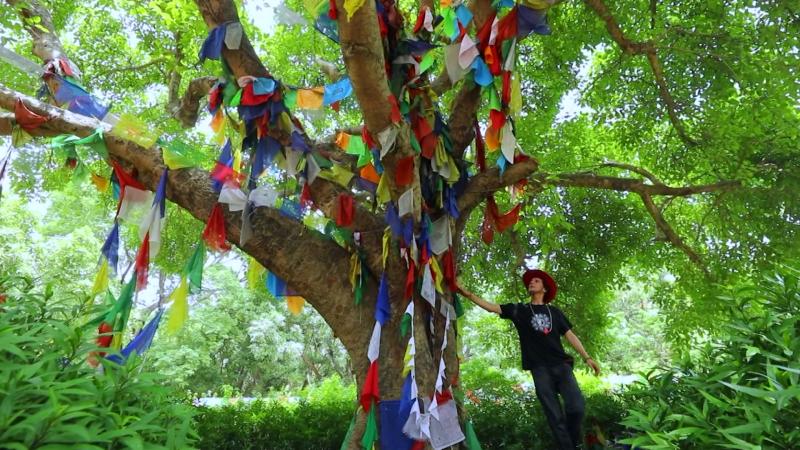 Jorge Said ante árbol que marca el nacimiento de Buda en Nepal. Créditos: 13C.