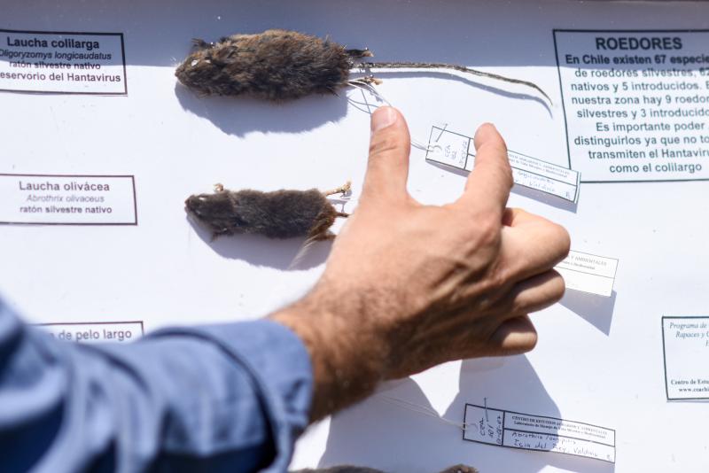 Hantavirus - Agencia Uno.