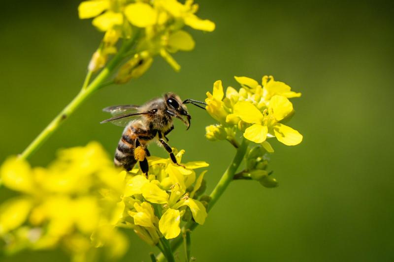 Abeja. Créditos: Pexels.