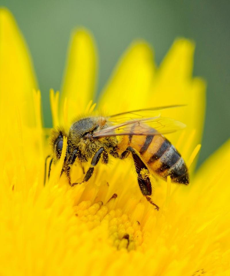 Abeja. Créditos: Pexels.