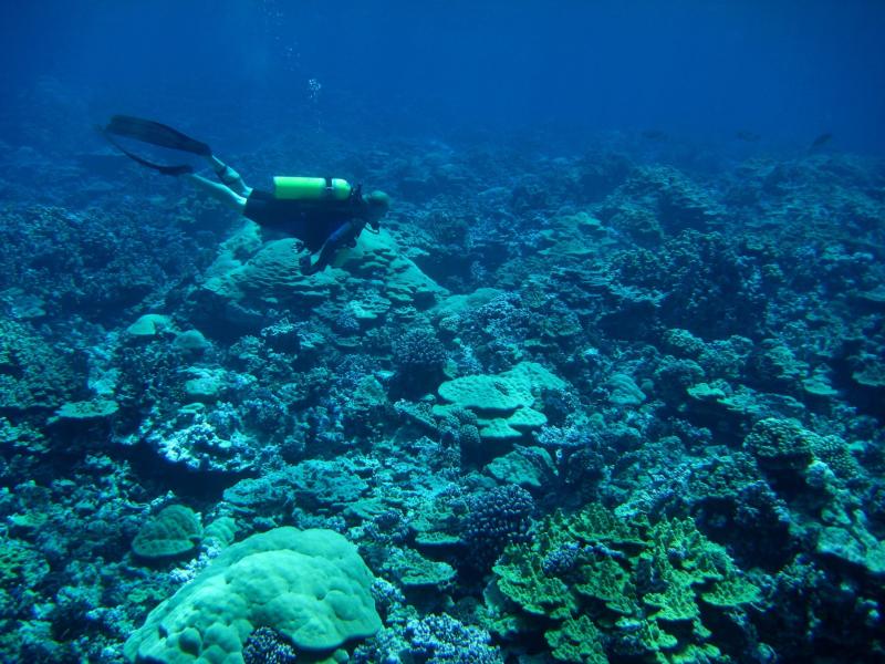 Buzo bajo el mar. Créditos: Pixabay