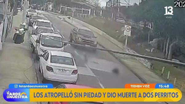 El Quisco: dos perros fueron atropellados y conductor se fugó.