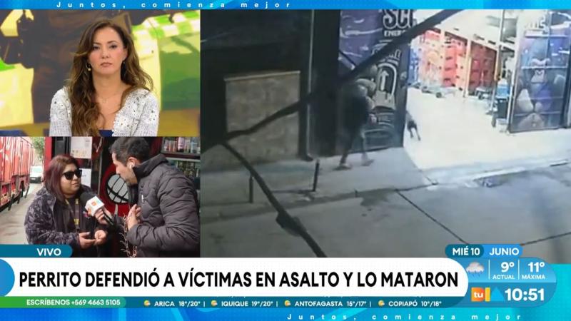 Perro murió por salvarle la vida a su dueña en Cerro Navia