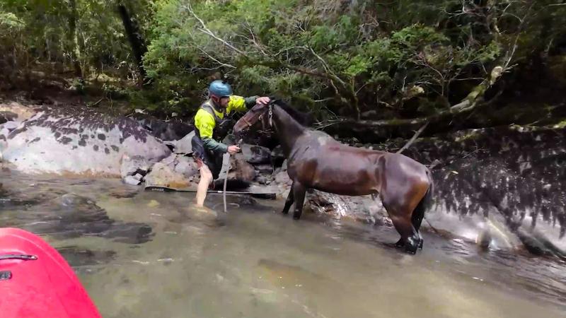 Pangal Andrade rescata caballo en El Clan. Canal 13.