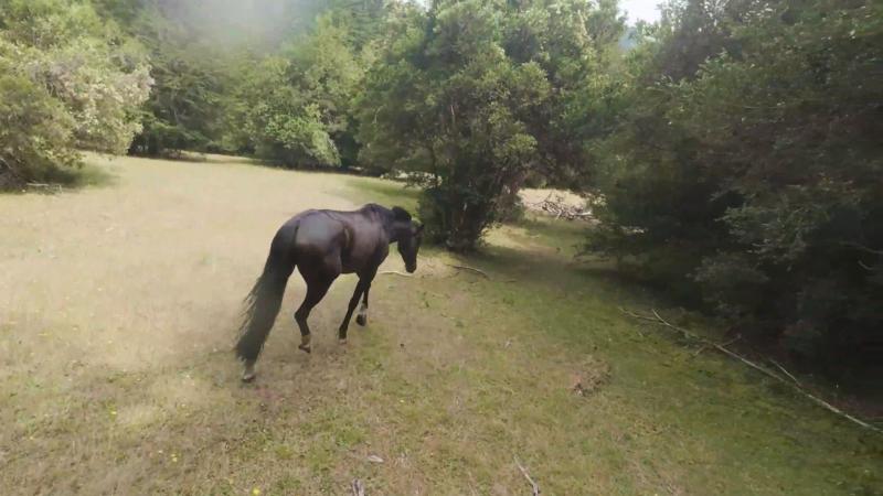 Caballo rescatado en episodio de El Clan. 13C.