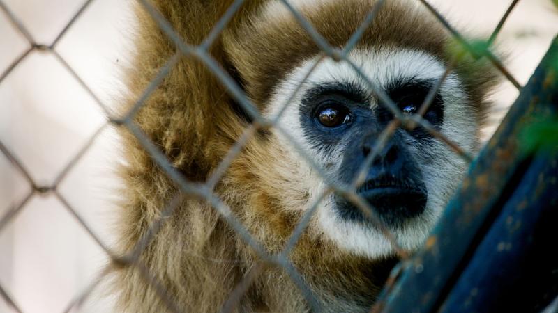 Zoológico Metropolitano