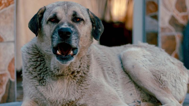 Hombre deberá pagar millonario monto a mujer que sufrió mordedura de su perro en Cerro Navia - Créditos: Pexels