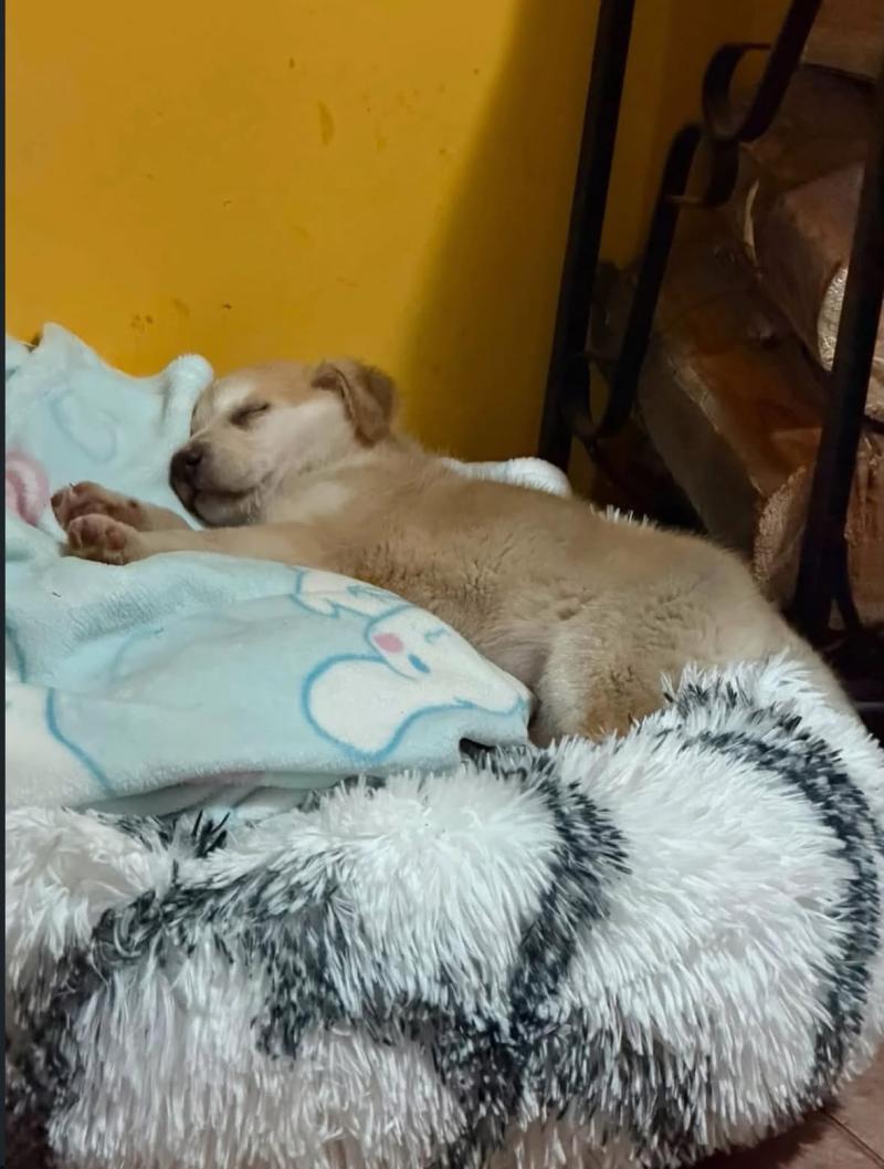 Instagram - Cachorra rescatada