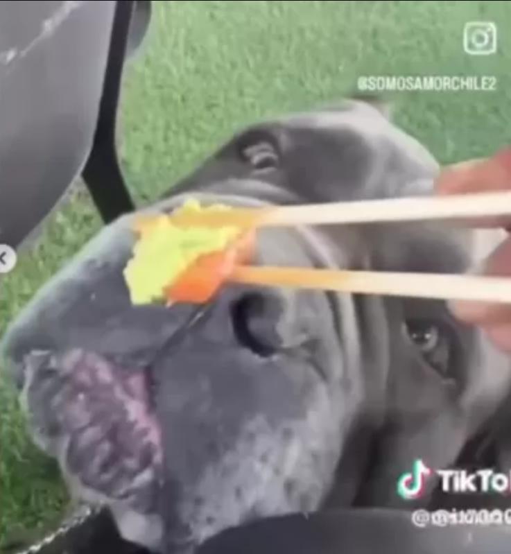 Momento en que le dan Wasabi al perro | RRSS