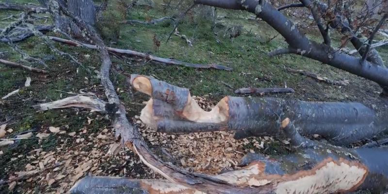 Observaron la destrucción causada por la especie.