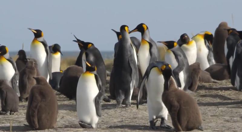 Pingüino rey.