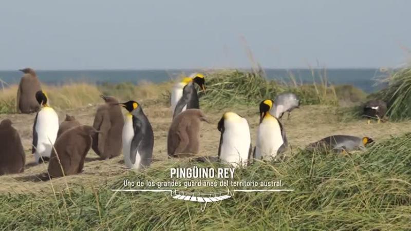 Pingüinos rey / El Clan / 13C