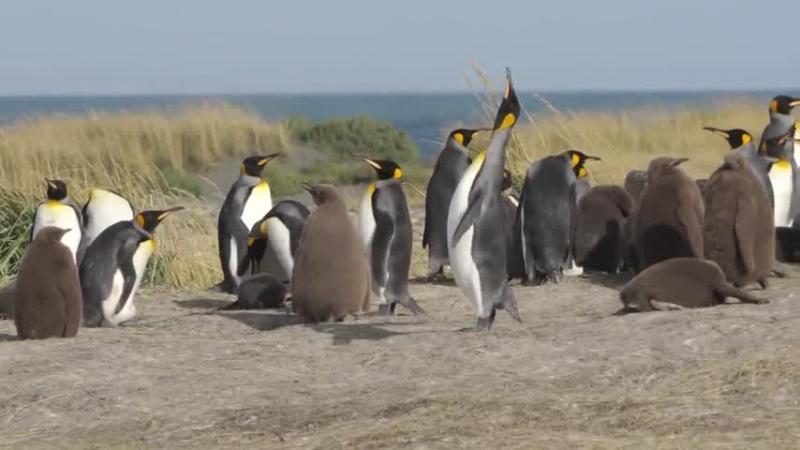 Pingüinos rey / El Clan / 13C