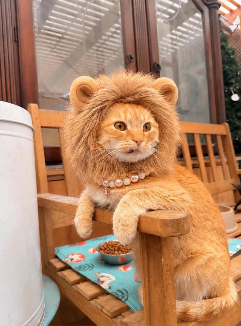 Instagram - la insólita historia de Minimishi, la gata que pasea con arnés y saluda a sus vecinos
