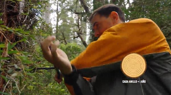"El Clan" calculó la edad del árbol.