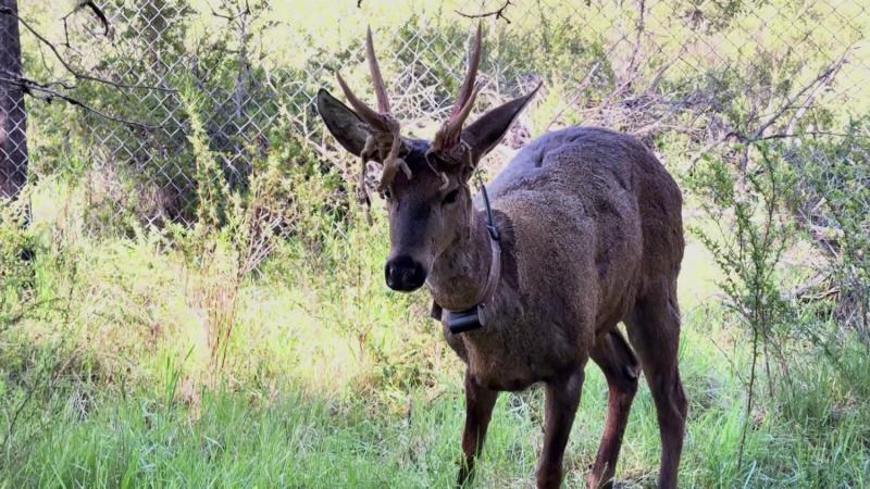 Huemul / 13C