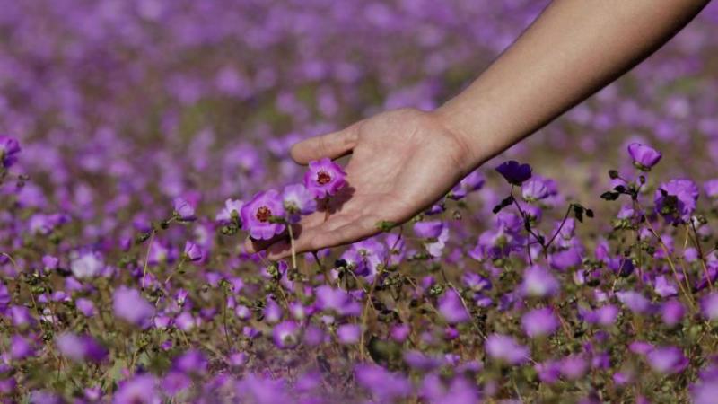 Desierto florido. Créditos: Agencia Uno