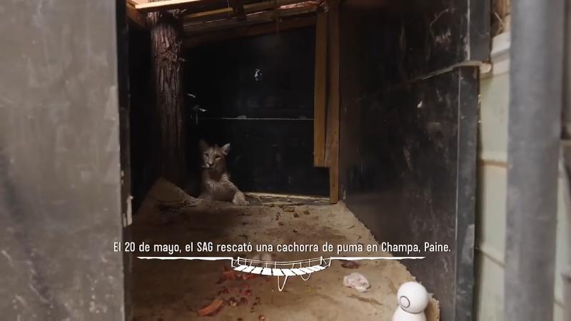 El Clan construye refugio para puma / Canal 13