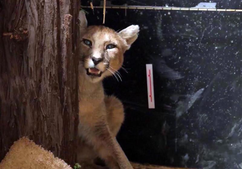Puma en El Clan / Canal 13