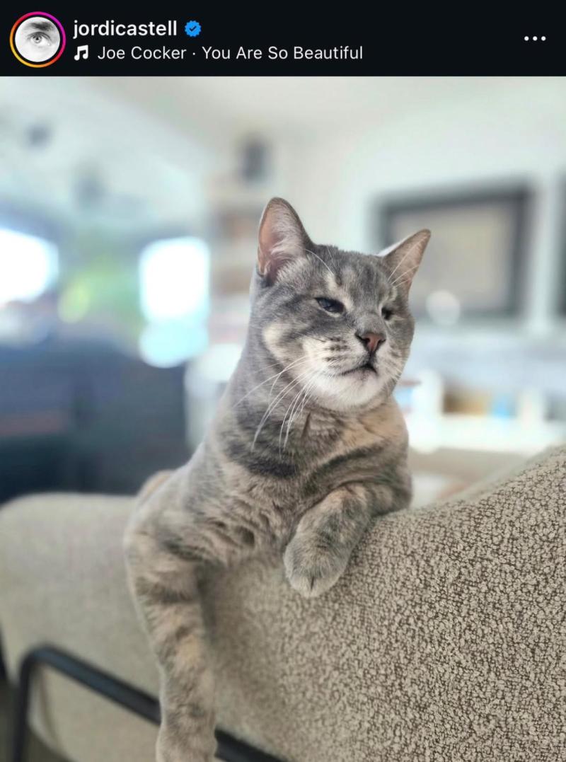Gata de Jordi Castell - Instagram