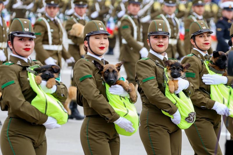 Perritos en la Parada Militar - Agencia Uno.