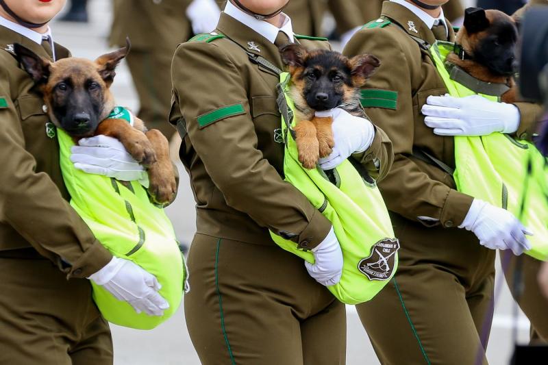 Perritos en la Parada Militar - Agencia Uno.