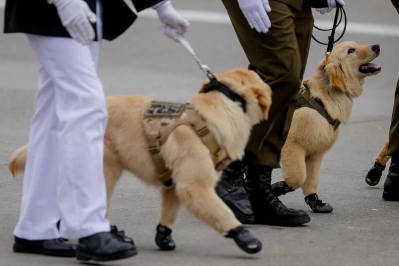 Perritos en la Parada Militar - Agencia Uno.