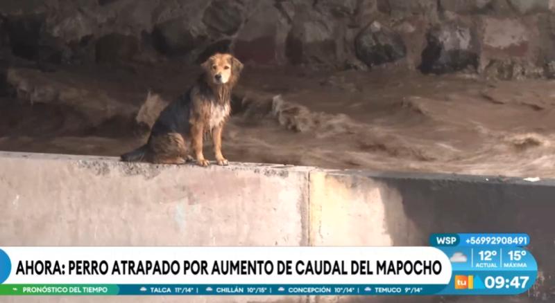 Perro está atrapado por aumento del Río Mapocho.