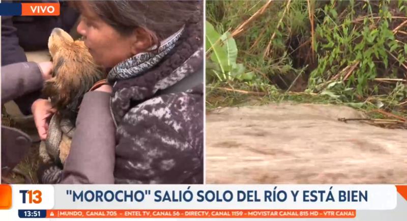 El perrito Morocho terminó saliendo solo del río Mapocho - T13.