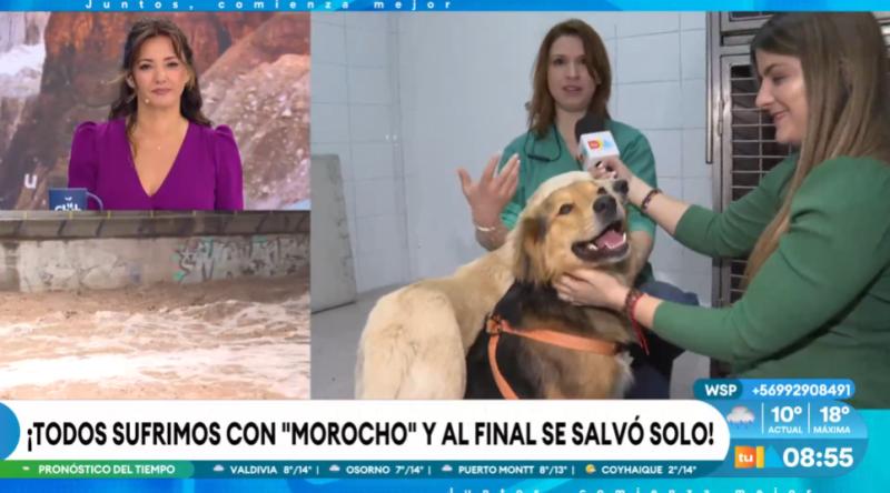 El perrito "Morocho": los requisitos para adoptarlo.