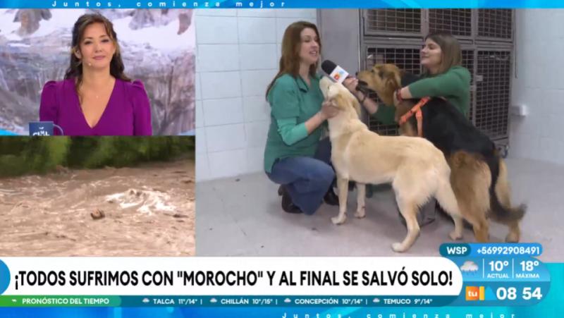 El perrito "Morocho": los requisitos para adoptarlo.
