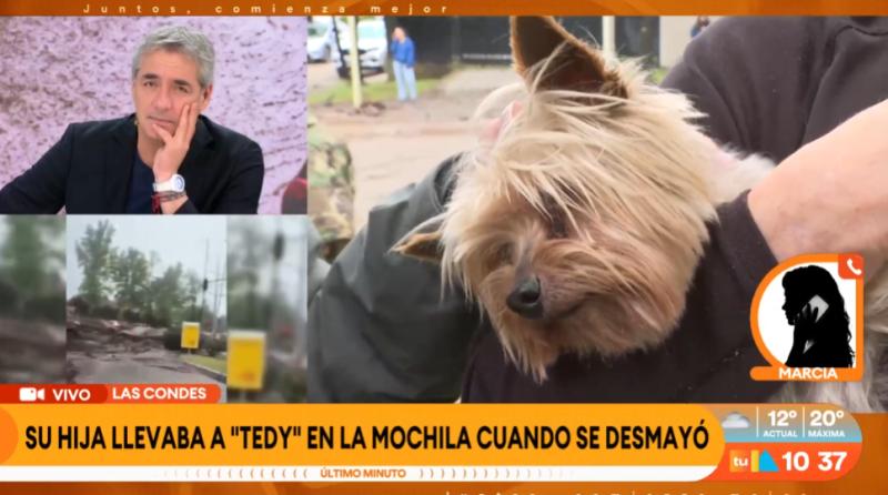 Tedy, la historia del perrito que sobrevivió bajo el barro en el aluvión.