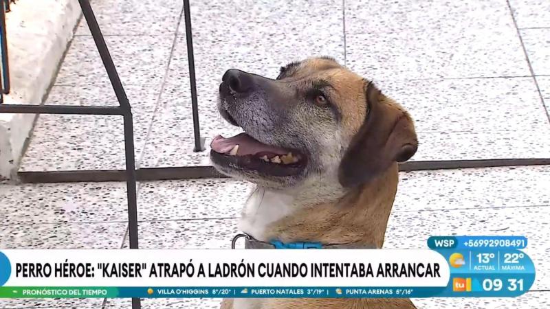 Perrito héroe que encantó a "Tu Día"