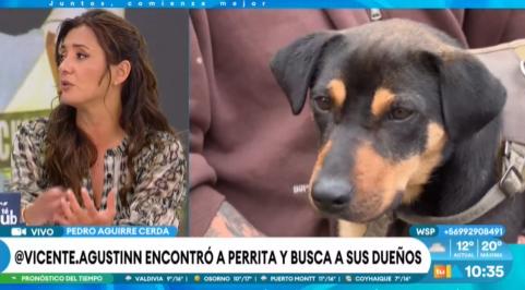 Joven busca a dueños de perrita perdida en Pedro Aguirre Cerda.