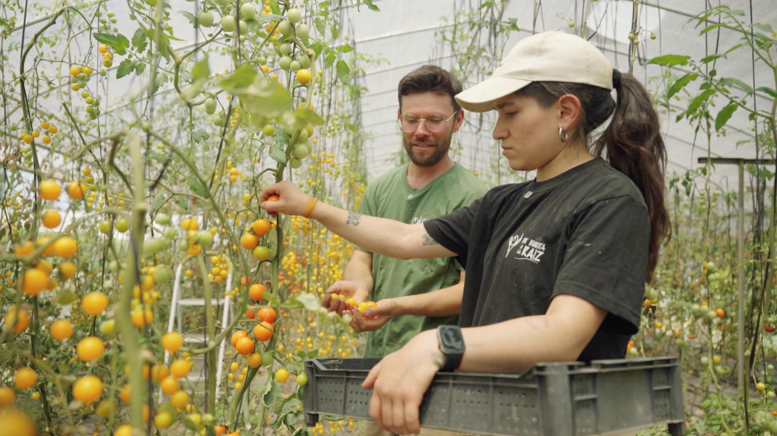 Organic Farm: Líder en Producción Orgánica en Chile