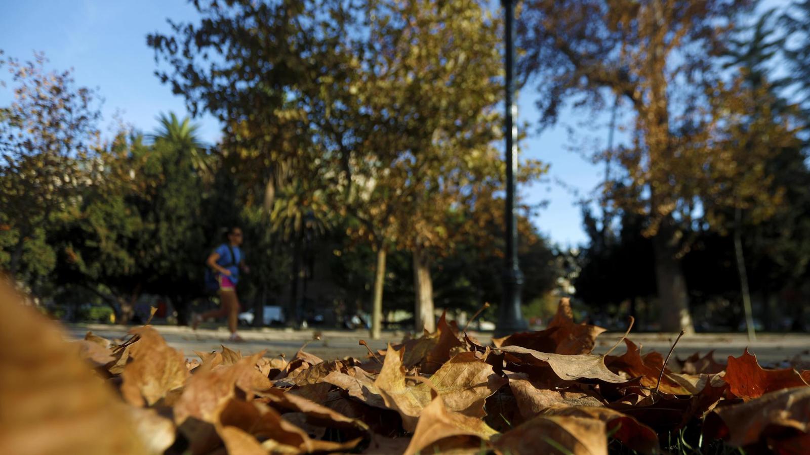 Hojas caídas en otoño