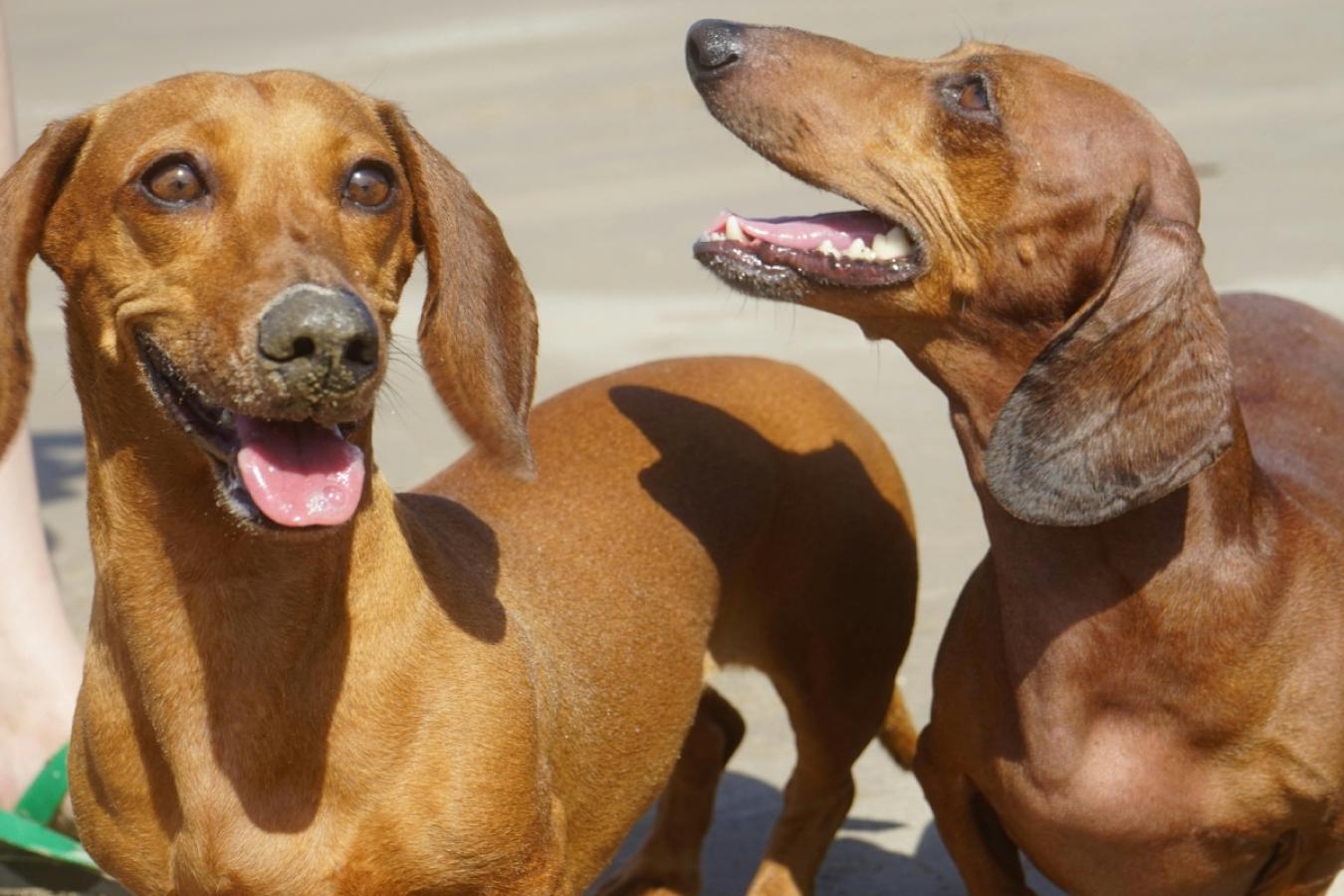 Cine para perros en Ñuñoa