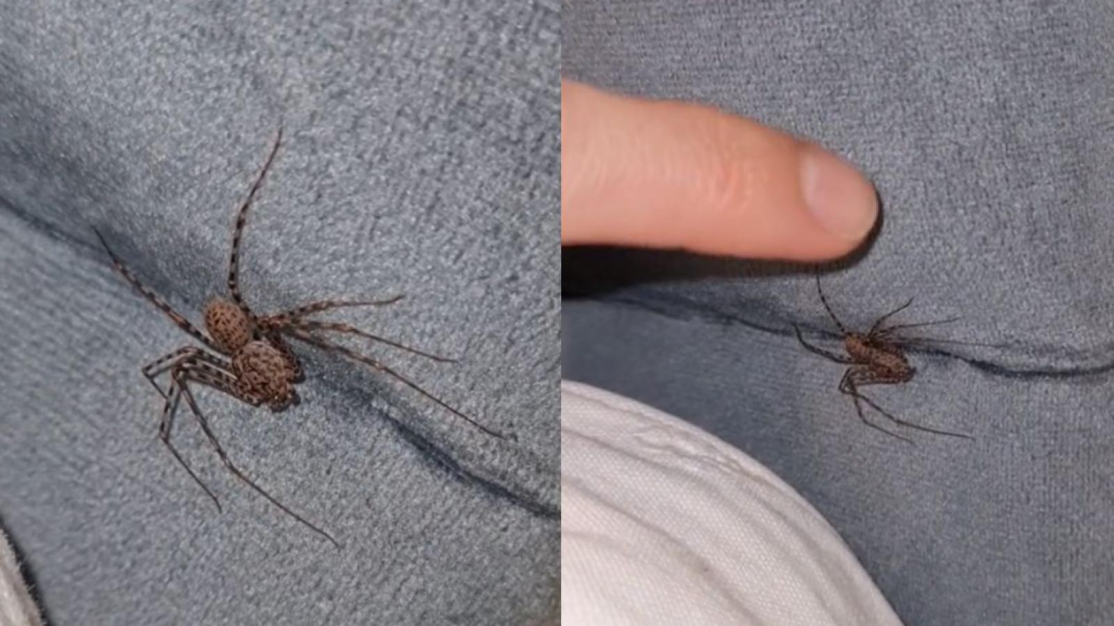 Araña tigre