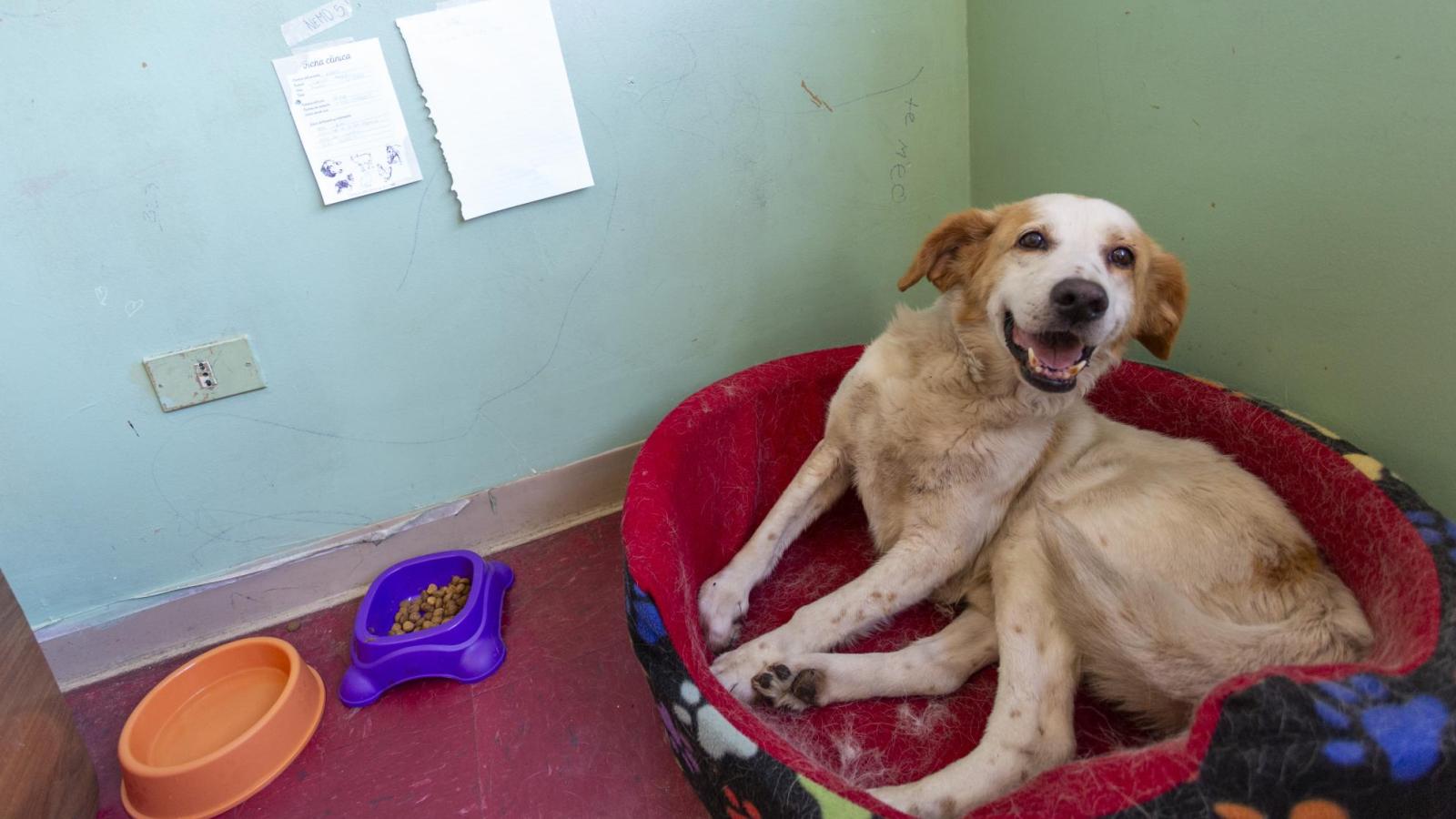 Mascotas buscan hogar - Créditos: Agencia Uno