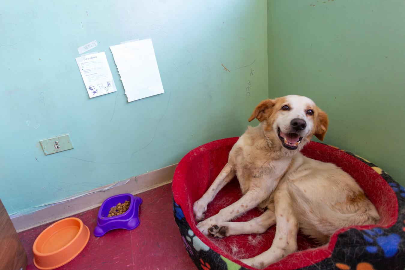 Jornada de adopción - Créditos: Agencia Uno