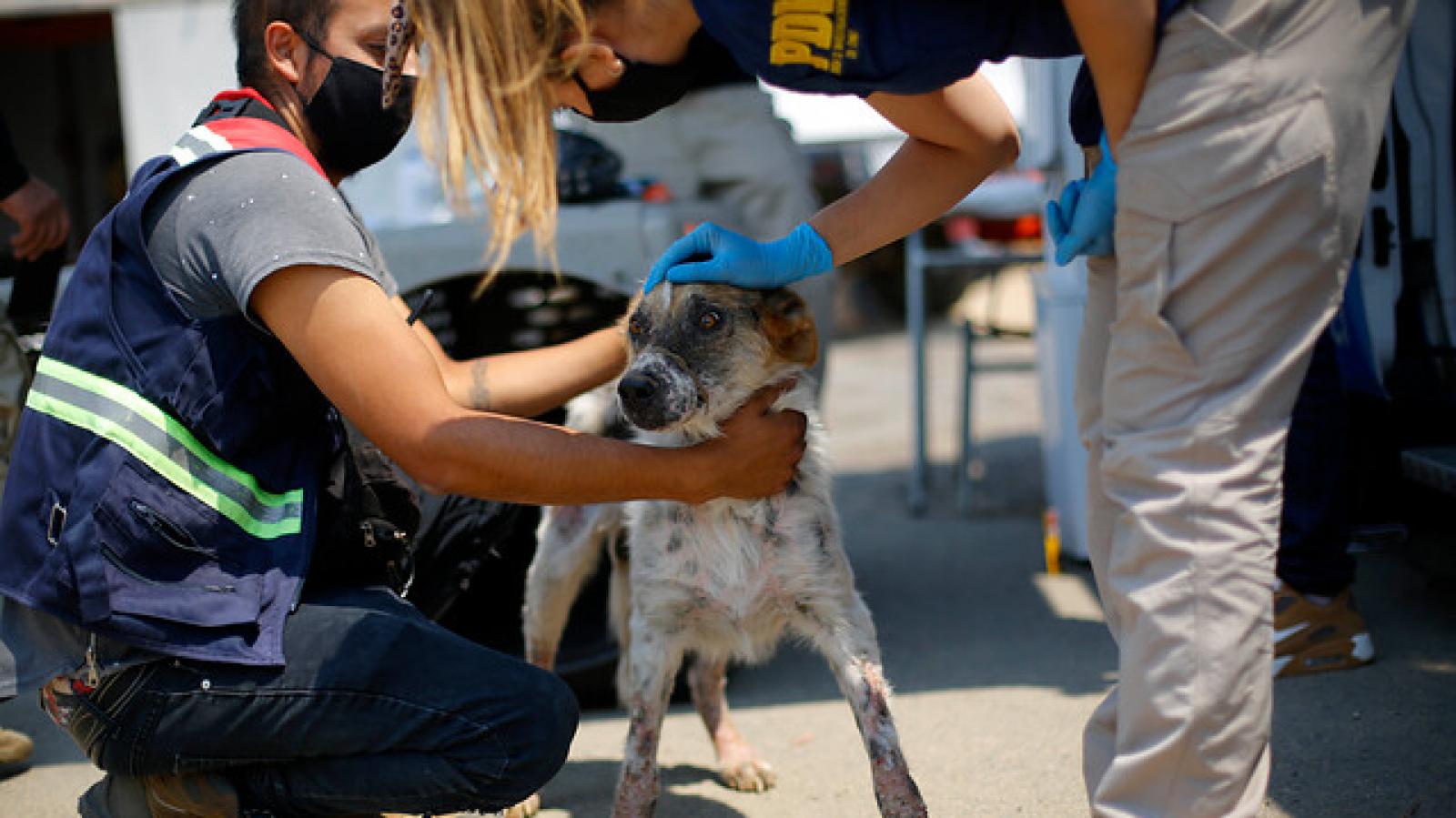 Son gratuitos: 8 lugares para atender a tu mascota afectada por incendios