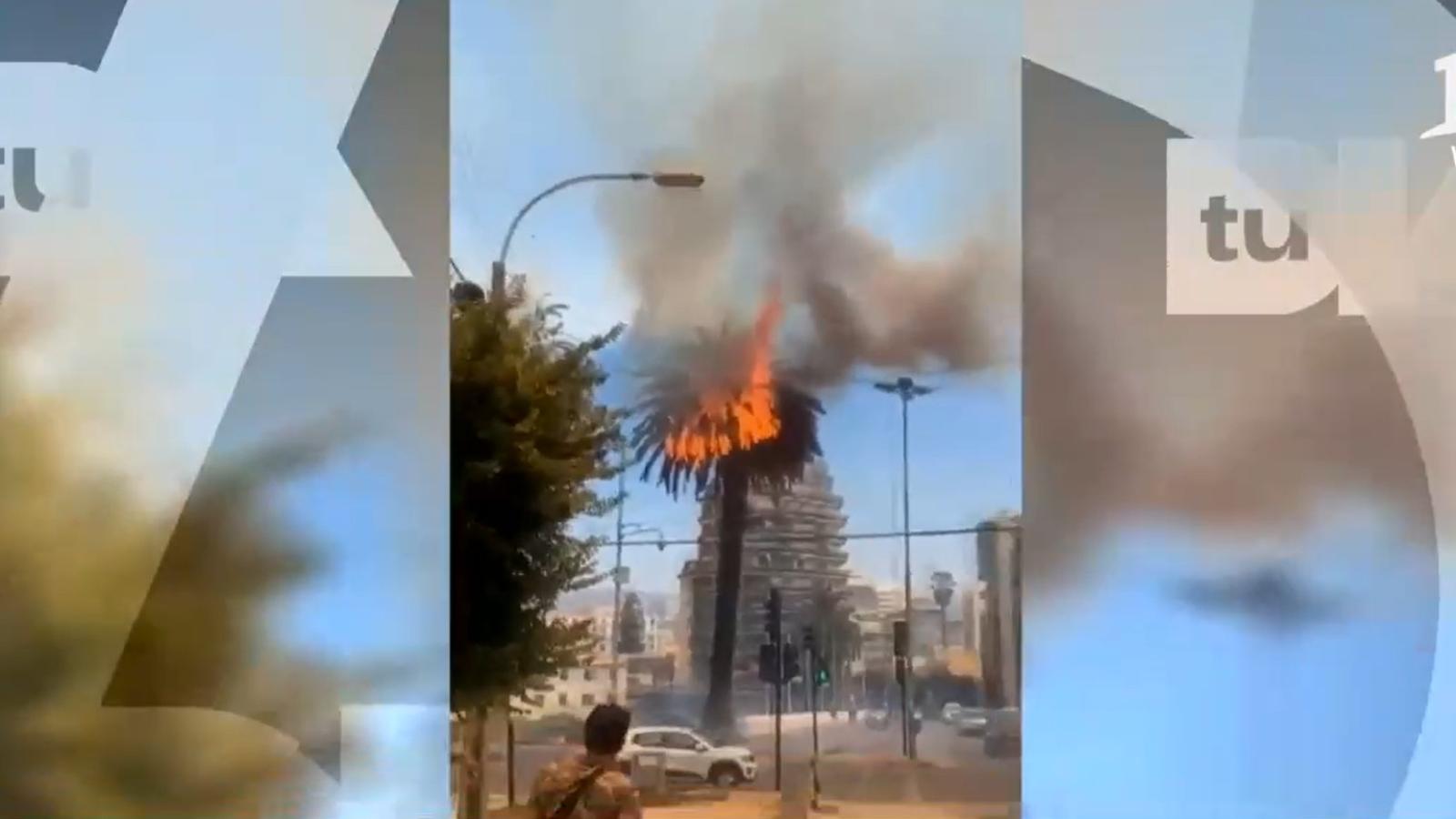 Por la fuerza del viento: fuego alcanzó palmeras en el centro de Viña del Mar