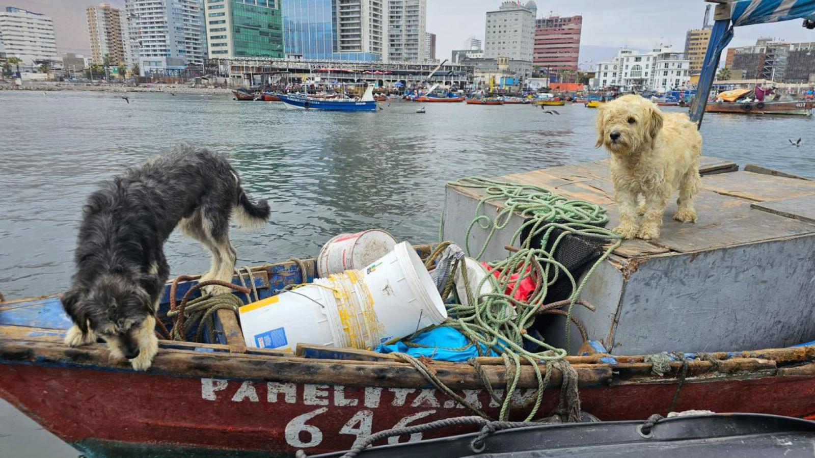 Perritos son rescatados en lancha tras estar varados casi una semana en playa de Iquique