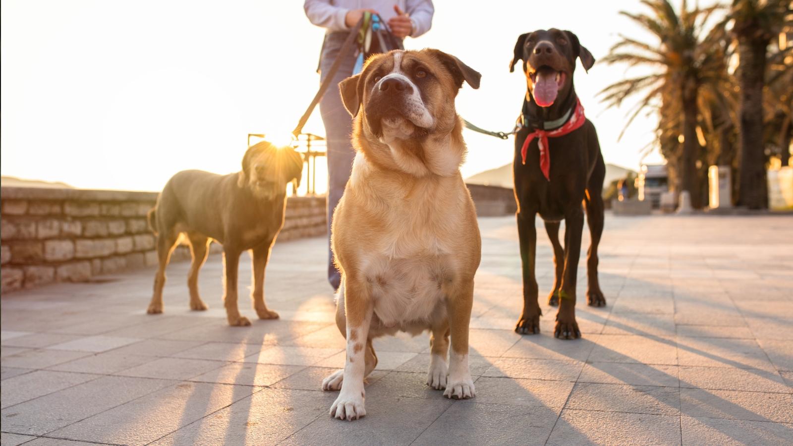 Ola de calor: 6 consejos para proteger a tus mascotas en los paseos 